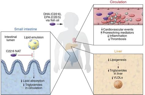 omega 3 and triglycerides studies.